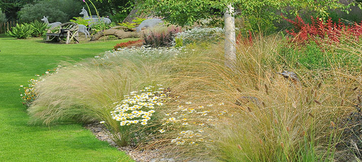 Ornamental Grasses | Ashwood Nurseries | Mail Order