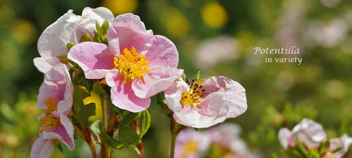 【別倉庫からの配送】 Buy Shrubs | Ashwood Nurseries 花