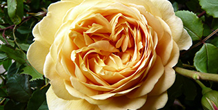 Ashwood Nurseries, Gift Shop and Tea Room