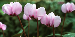 Buy Hellebores, Hepaticas, Salvias, Roses & Shrub Plants Online