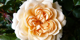 Buy Hellebores, Hepaticas, Salvias, Roses & Shrub Plants Online