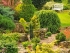 Conifers | Ashwood Nurseries | Buy Online