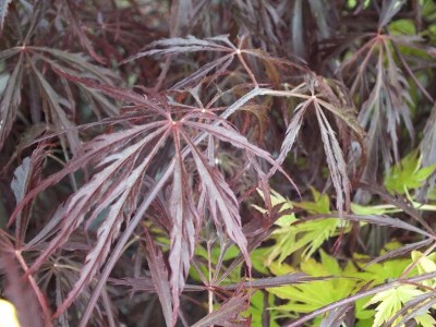 Acer palmatum (dissectum) 