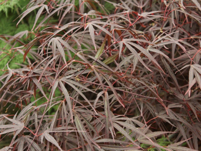 Acer palmatum 