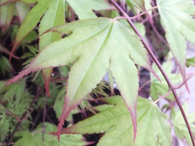 Acer palmatum 