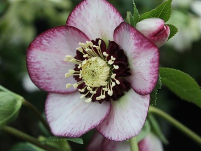 Helleborus x hybridus (Ashwood Garden Hybrids) Anemone Form Bicolour Shades Lenten Rose