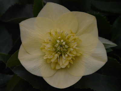Helleborus x hybridus (Ashwood Garden Hybrids) Anemone Form Ivory Primrose Shades Lenten Rose