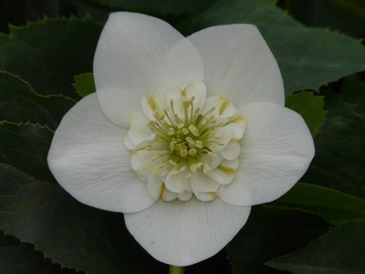 Helleborus x hybridus (Ashwood Garden Hybrids) Anemone Form White Lenten Rose
