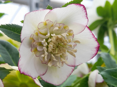 Helleborus x hybridus (Ashwood Garden Hybrids) Anemone Form White Picotee Shades Lenten Rose