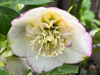 Helleborus x hybridus (Ashwood Garden Hybrids) Anemone Form White Picotee Shades 7.5L Pot Lenten Rose