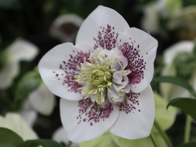 Helleborus x hybridus (Ashwood Garden Hybrids) Anemone White Spotted Lenten Rose