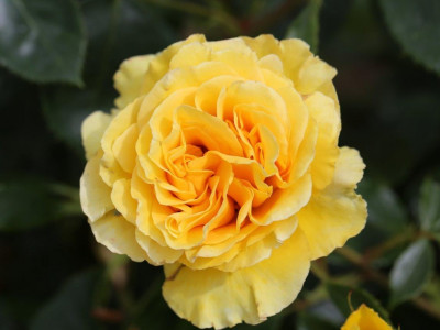 Rosa floribunda Anniversary Wishes (