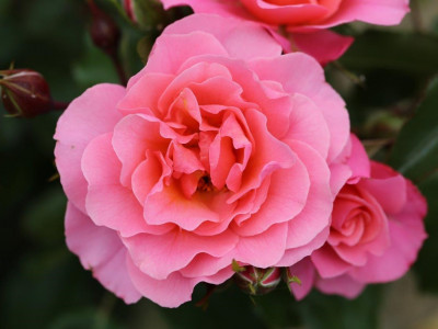 Rosa floribunda Anne