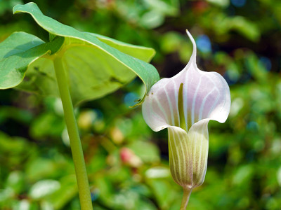 Arisaema candidissimum cobra lily