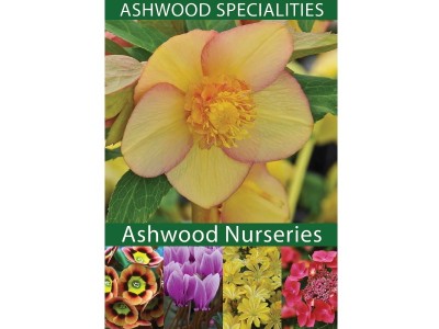 Ashwood Specialities Colour Brochure