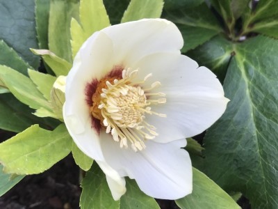 Helleborus x hybridus (Ashwood Evolution Group) Ivory white shades with golden nectaries red flush 5L Lenten Rose