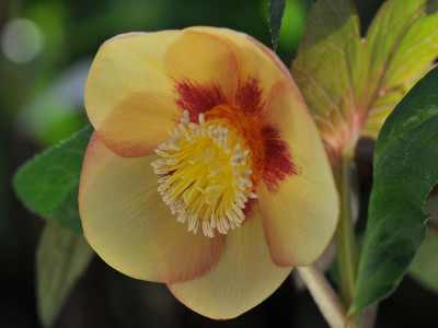 Helleborus x hybridus (Ashwood Evolution Group) Sunset shades (golden nectaries, red flush) Lenten Rose