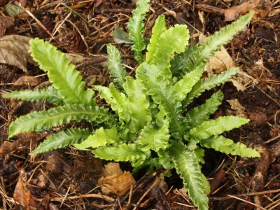 asplenium angustifolia scolopendrium fern harts