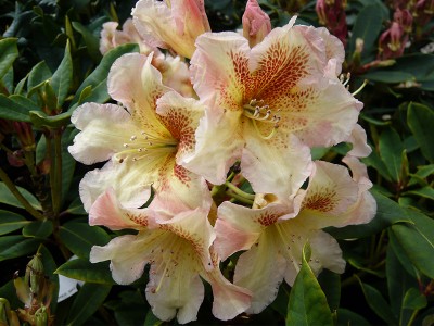 Rhododendron Bernstein Large Flowered Evergreen Hybrids