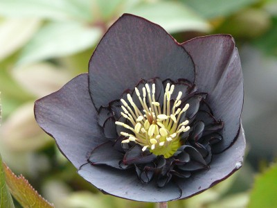 Helleborus x hybridus (Ashwood Garden Hybrids) Anemone form black Lenten Rose