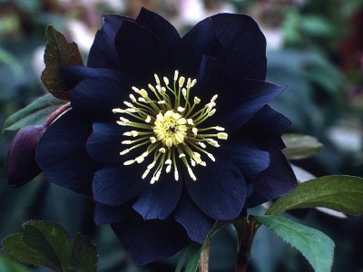 Helleborus x hybridus (Ashwood Garden Hybrids) Double black Lenten Rose