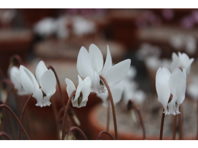 Cyclamen hederifolium albiflorum