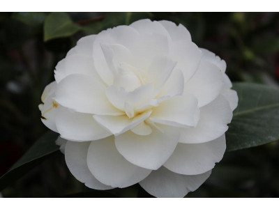 Camellia hybrid ‘Swan Lake’