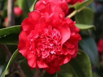 Camellia x williamsii 