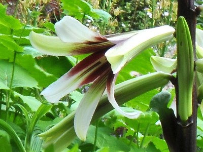 Cardiocrinum giganteum Giant Himalayan Lily