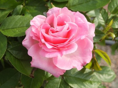 Patio Rose Carefree Days | Buy Online | Ashwood Nurseries