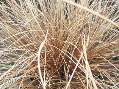 Carex comans Bronze Bronze New Zealand Hair Sedge