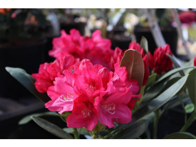 Rhododendron Cary Ann Large Flowered Evergreen Hybrids