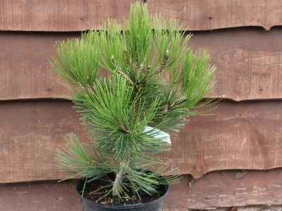 Pinus heldreichii 
