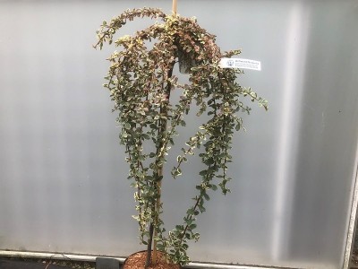 Cotoneaster x suecicus 