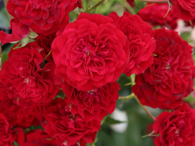 Rosa rambling Crimson Siluetta® (Korsilu06) Rambling Rose