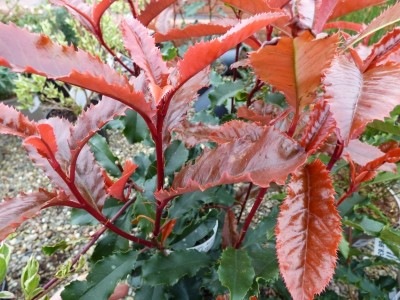 Photinia serratifolia 