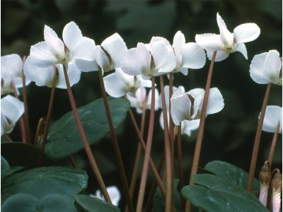 Cyclamen coum f. albissimum 