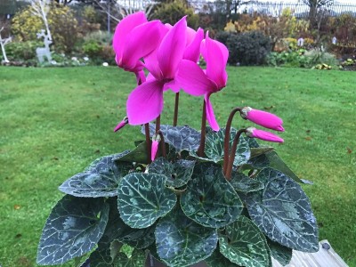 Cyclamen persicum Halios Violet Shades Florist