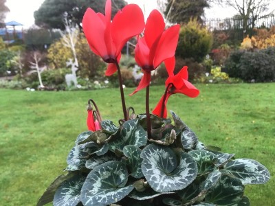 Cyclamen persicum Halios Red Shades Florist