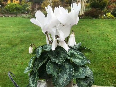 Cyclamen persicum Halios White Florist