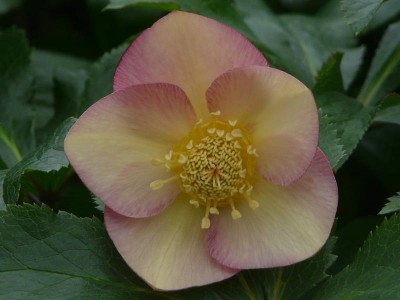 Helleborus x hybridus (Ashwood Evolution Group) Daybreak shades  Lenten Rose