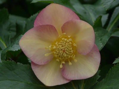 Helleborus x hybridus (Ashwood Evolution Group) Daybreak shades Ashwood daybreak shades 5L Lenten Rose