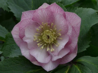 Helleborus x hybridus (Ashwood Garden Hybrids) Double Pink Lenten Rose