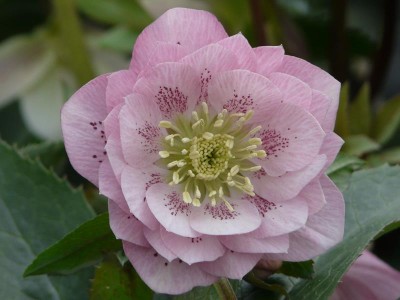 Helleborus x hybridus (Ashwood Garden Hybrids) Double Spotted Pale Pink Lenten Rose