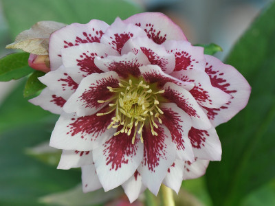 Helleborus x hybridus (Ashwood Garden Hybrids) Double white blotched Lenten Rose