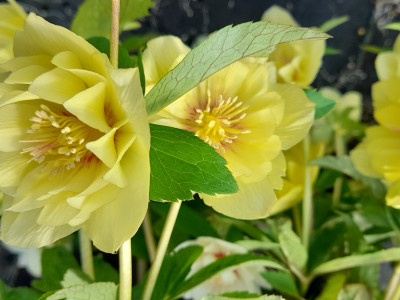 Helleborus x hybridus (Ashwood Evolution Group) Yellow Double lightly spotted 7.5L Pot Lenten Rose