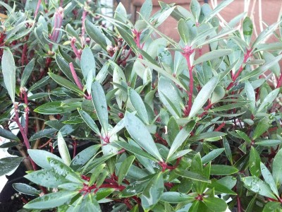 Drimys Lanceolata (SYN. Tasmannia lanceolata) Australian pepper