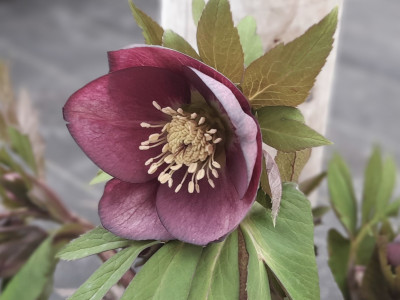 Helleborus x hybridus (Ashwood Garden Hybrids) Single Dusky Mauve shades 7.5L Pot Lenten Rose