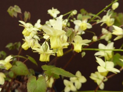 Epimedium x versicolor ‘Sulphureum’ bishop