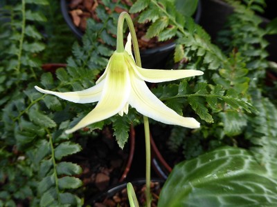 Erythronium oregonum Fawn Lily